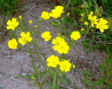 023. Red Bank, Labrador 2-16-2014