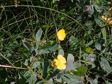 024.  Corner Brook, Newfoundland (Grand Morne Park) 7-15-2014024.  Corner Brook, Newfoundland 7-15-2014