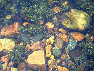 026. Red Bank, Labrador 2-16-2014