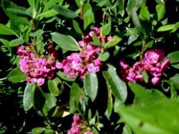 028.  Corner Brook, Newfoundland (Grand Morne Park) 7-15-2014028.  Corner Brook, Newfoundland 7-15-2014