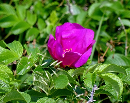 030.  Corner Brook, Newfoundland (Grand Morne Park) 7-15-2014030.  Corner Brook, Newfoundland 7-15-2014