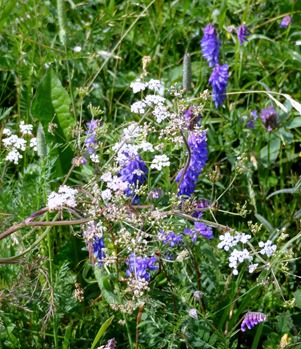 032.  Corner Brook, Newfoundland (Grand Morne Park) 7-15-2014032.  Corner Brook, Newfoundland 7-15-2014