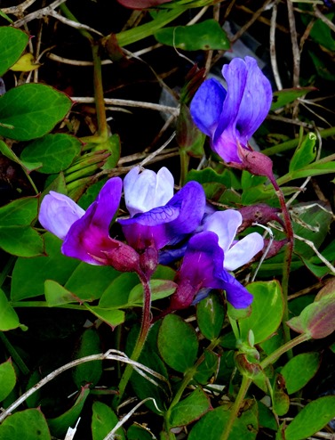 036. Red Bank, Labrador 2-16-2014