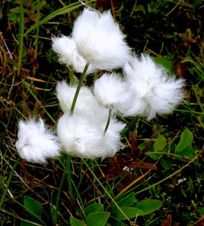 037. Red Bank, Labrador 2-16-2014