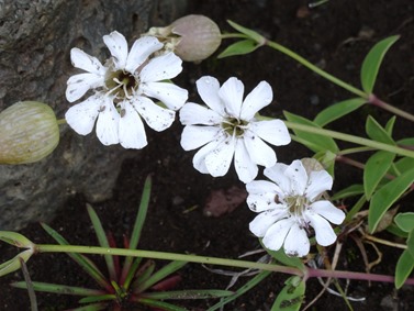 040.  Akureyri 7-22-2014