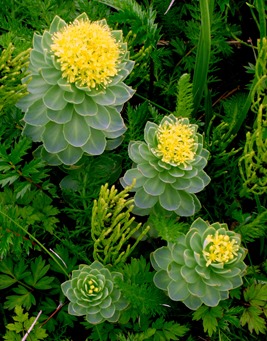 040. Red Bank, Labrador 2-16-2014