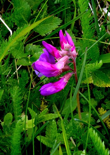 041. Red Bank, Labrador 2-16-2014