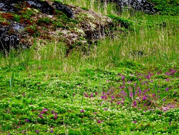 043. Red Bank, Labrador 2-16-2014