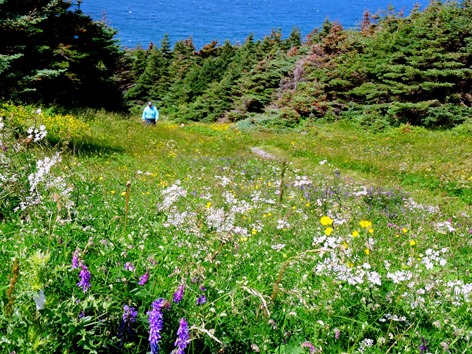 044.  Corner Brook, Newfoundland (Grand Morne Park) 7-15-2014044.  Corner Brook, Newfoundland 7-15-2014