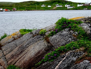 045. Red Bank, Labrador 2-16-2014