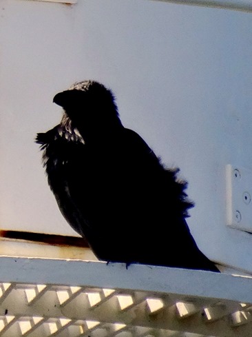 047.  Corner Brook, Newfoundland (Grand Morne Park) 7-15-2014047.  Corner Brook, Newfoundland 7-15-2014