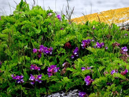 047. Red Bank, Labrador 2-16-2014