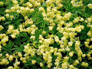 050.  Nanortalik, Greenland 7-19-2014