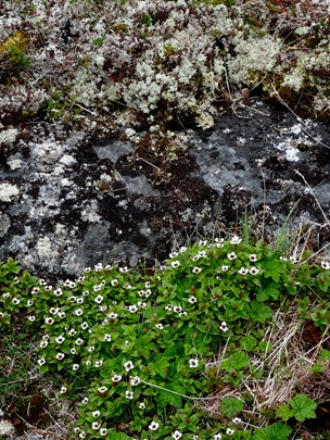 052. Red Bank, Labrador 2-16-2014