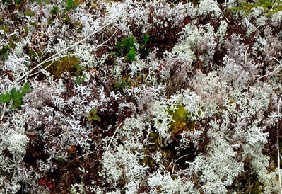 053. Red Bank, Labrador 2-16-2014