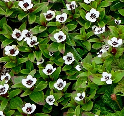 054. Red Bank, Labrador 2-16-2014