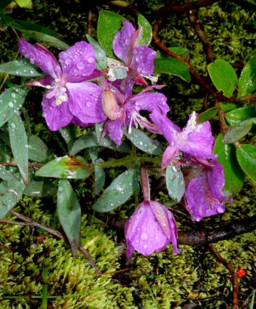 058.  Akureyri 7-22-2014