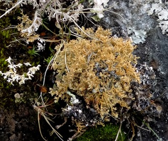 058. Red Bank, Labrador 2-16-2014