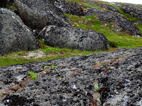 060. Red Bank, Labrador 2-16-2014