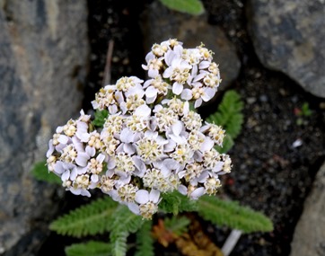 062.  Akureyri 7-22-2014