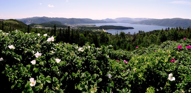 067.  Corner Brook, Newfoundland (Grand Morne Park) 7-15-2014067.  Corner Brook, Newfoundland 7-15-2014