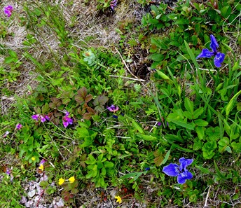 068. Red Bank, Labrador 2-16-2014