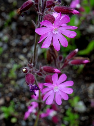 077.  Isafjordur 7-21-2014