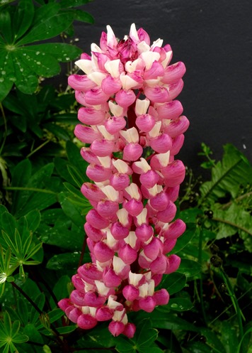 080.  Isafjordur 7-21-2014