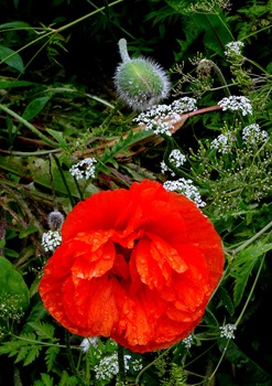 085.  Isafjordur 7-21-2014