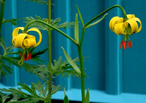 087.  Isafjordur 7-21-2014