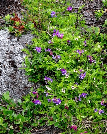 091. Red Bank, Labrador 2-16-2014