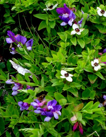 092. Red Bank, Labrador 2-16-2014