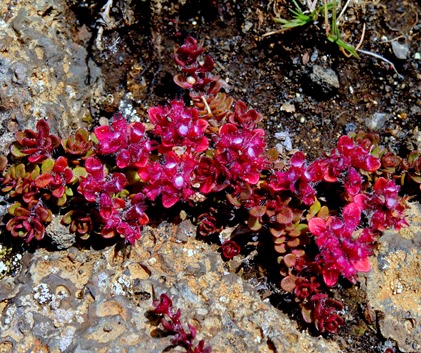 093.  Akureyri 7-22-2014