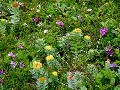 095. Red Bank, Labrador 2-16-2014