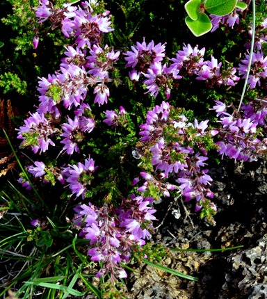 096.  Akureyri 7-22-2014