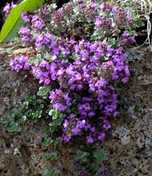 097.  Akureyri 7-22-2014