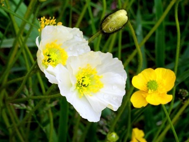 098.  Nanortalik, Greenland 7-19-2014