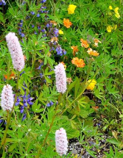 100.  Nanortalik, Greenland 7-19-2014