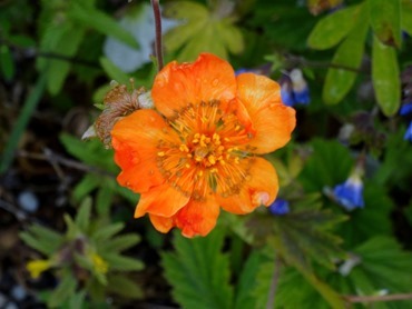 101.  Nanortalik, Greenland 7-19-2014