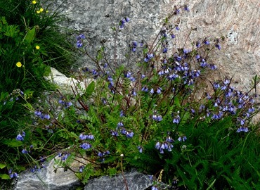 107.  Nanortalik, Greenland 7-19-2014