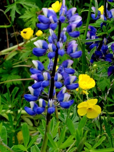 109.  Nanortalik, Greenland 7-19-2014