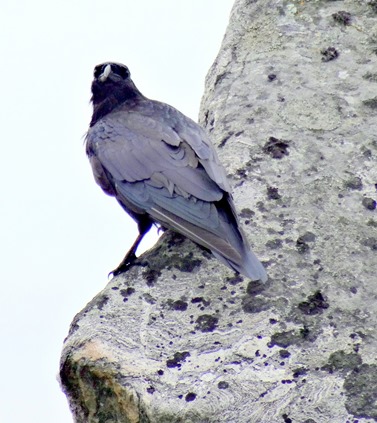 115.  Nanortalik, Greenland 7-19-2014