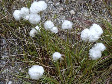 152.  Nanortalik, Greenland 7-19-2014