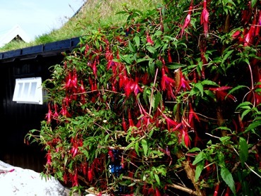 007.  Torshaven, Faroe Islands