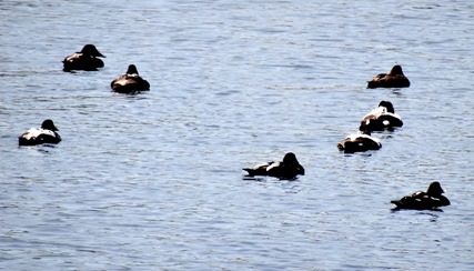 015.  Torshaven, Faroe Islands