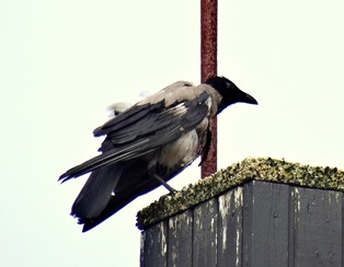 025.  Torshaven, Faroe Islands