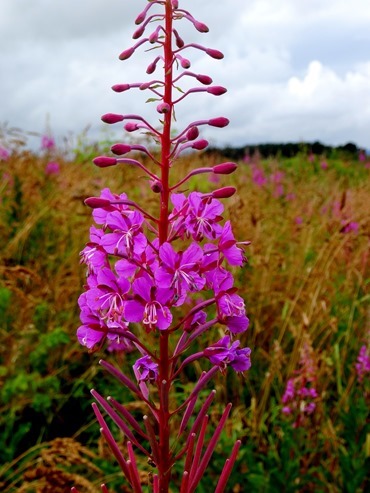 056.  Invergorden, Scotland