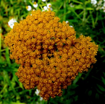 079.  Invergorden, Scotland