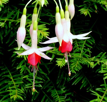 081.  Invergorden, Scotland