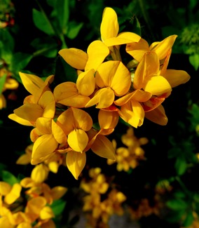 083.  Torshaven, Faroe Islands